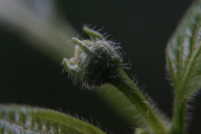 Rocoto Marlene