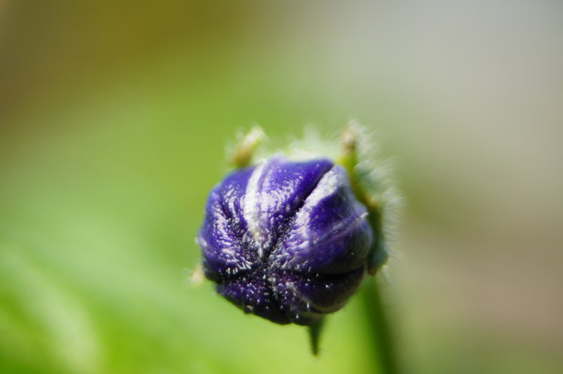 Rocoto Marlene