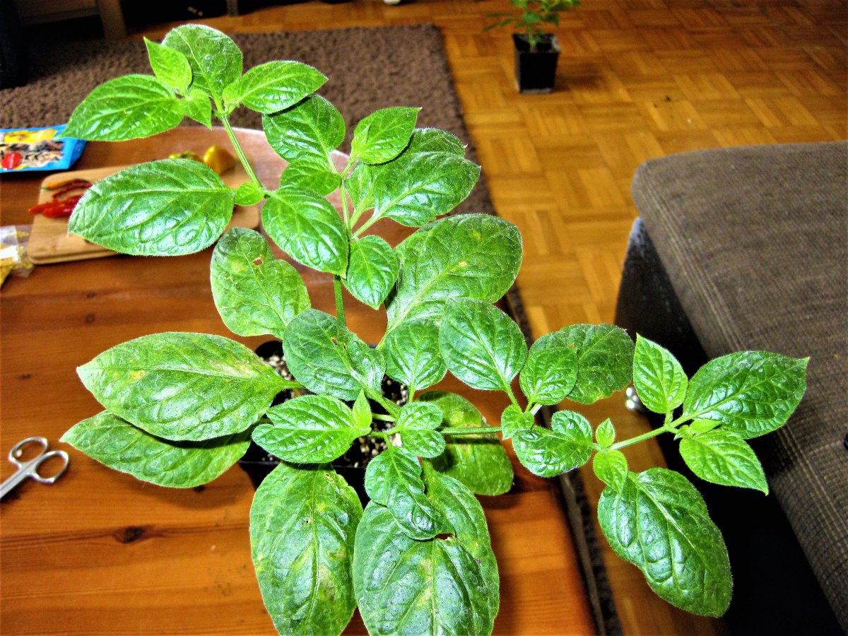 Rocoto Marlene