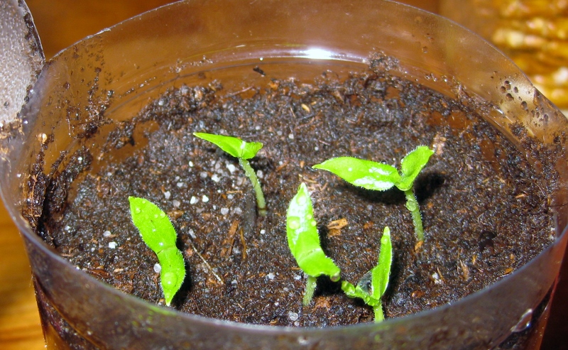 Rocoto mini Keimlinge