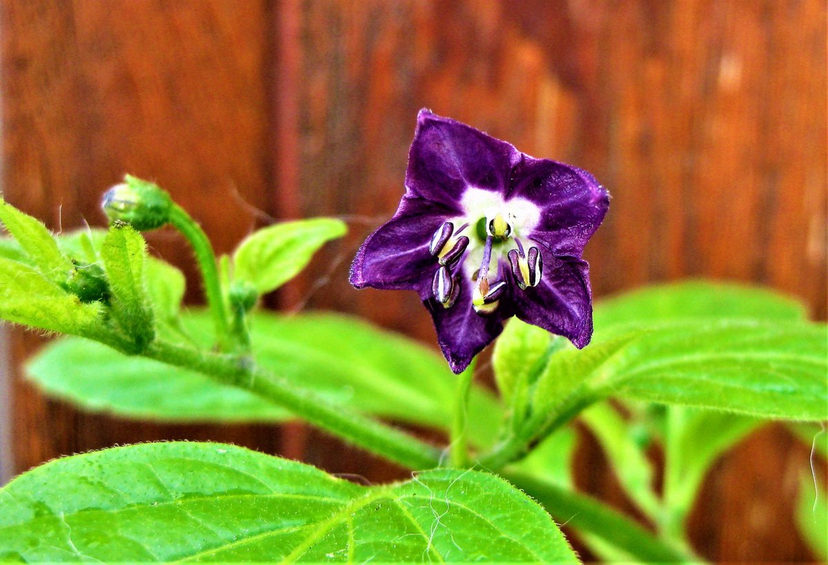 Rocoto mini