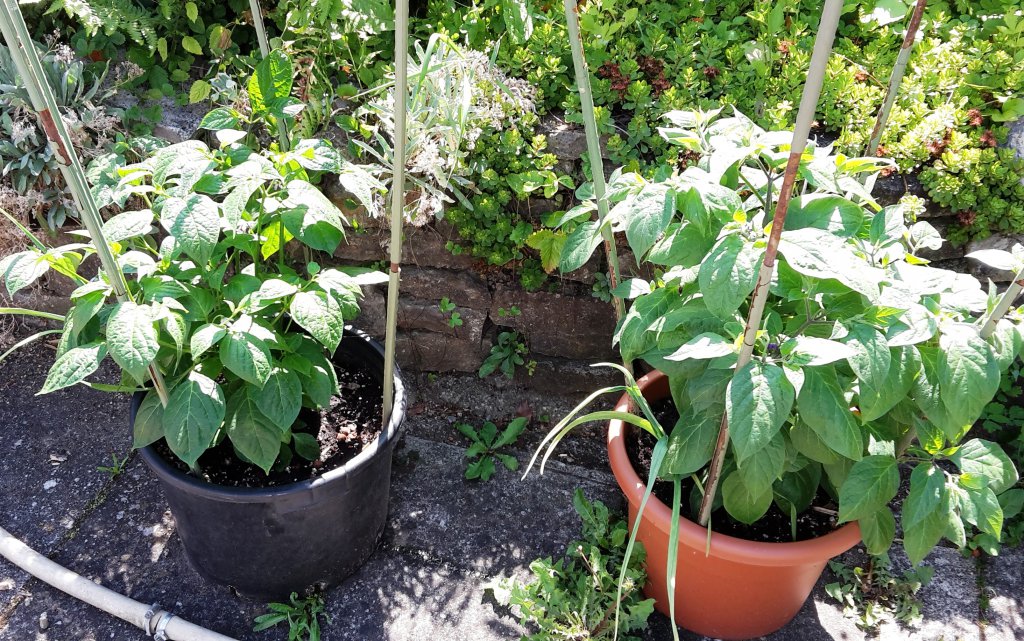 Rocoto Montufar + Rocoto Orange