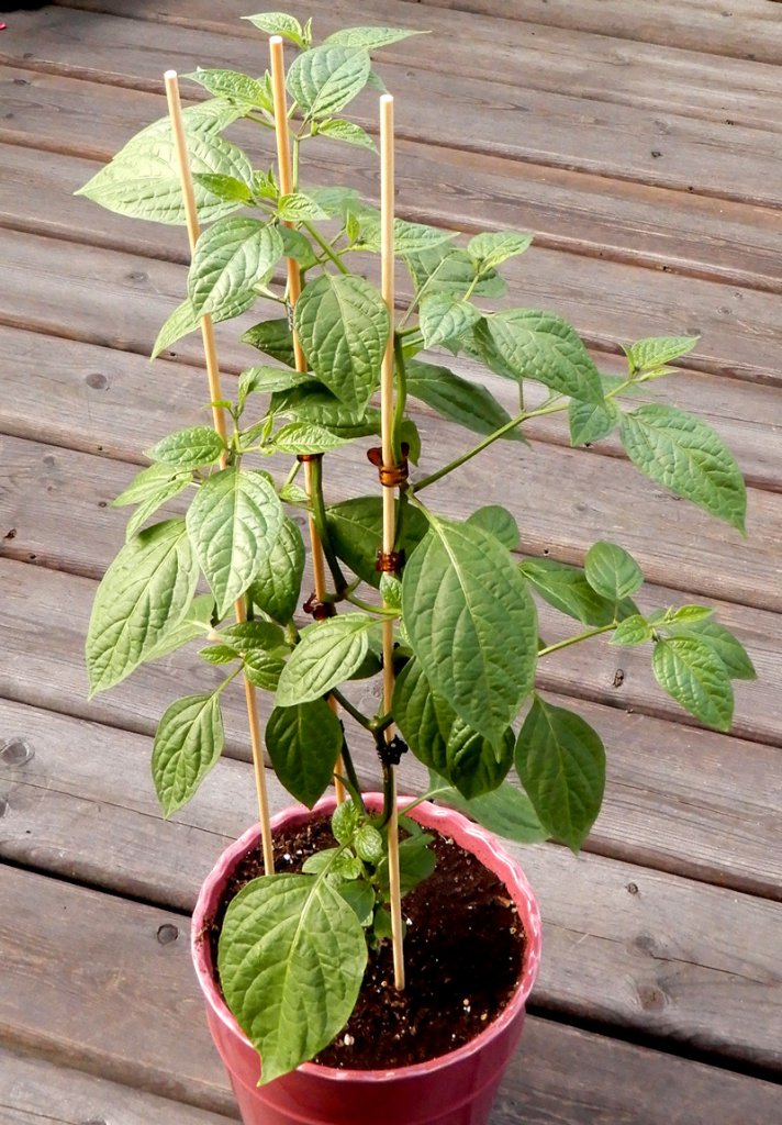 Rocoto Montufar