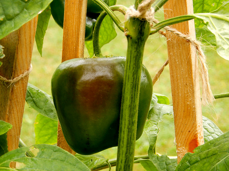Rocoto Natalia
