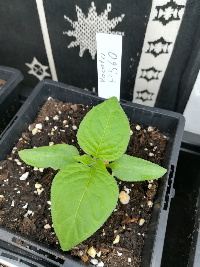Rocoto P360
