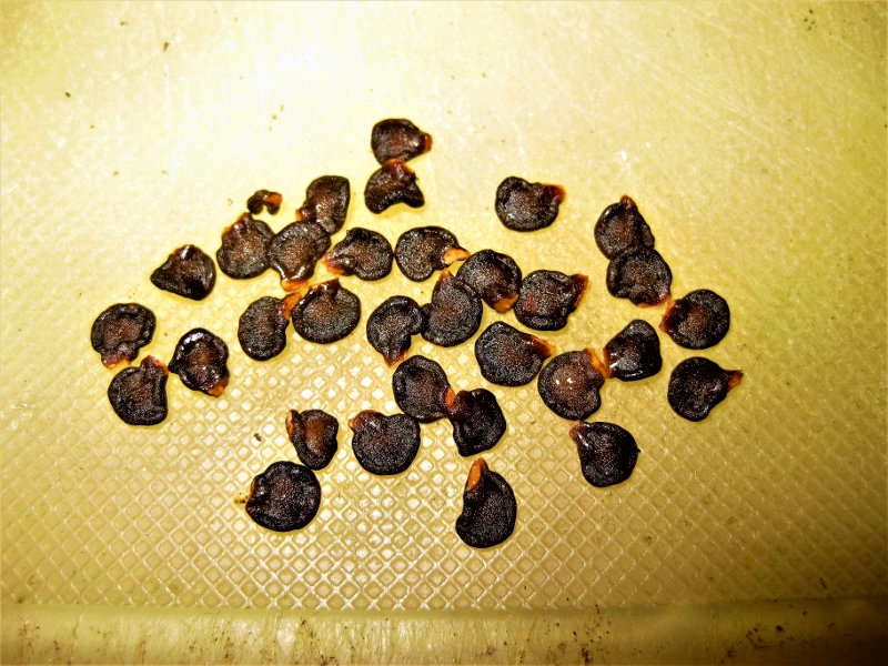 Rocoto Samen