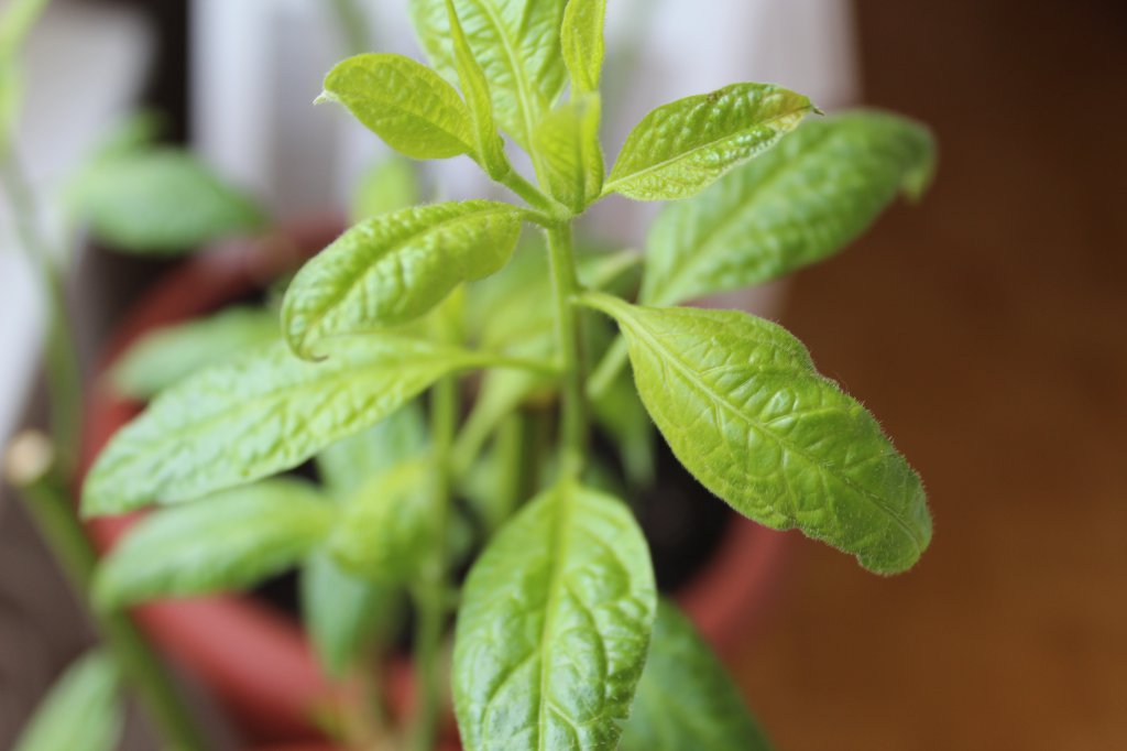 Rocoto Überwintert (Problem) (2)