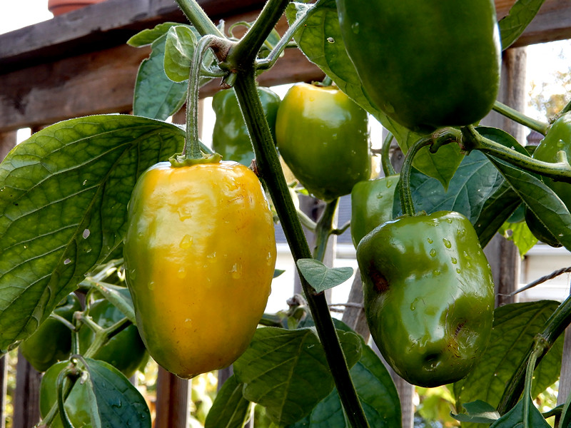 Rocoto Yellow