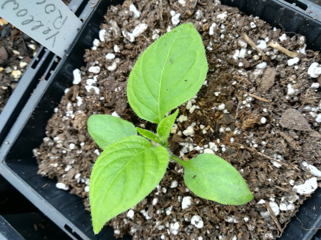 Rocoto yellow
