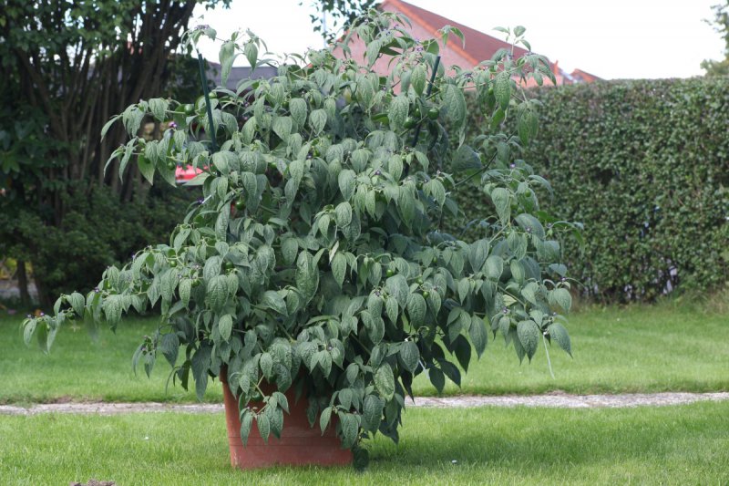 Rocoto_Brown_Mini_IMG_5286