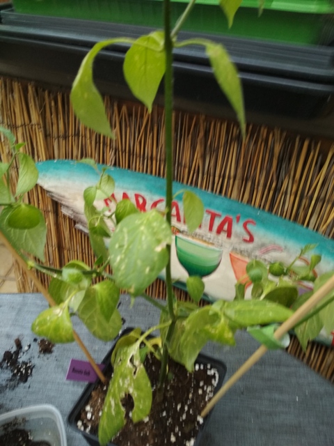 Rocoto_Gelb.jpg