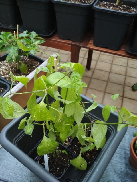 Rocoto_Mix.jpg