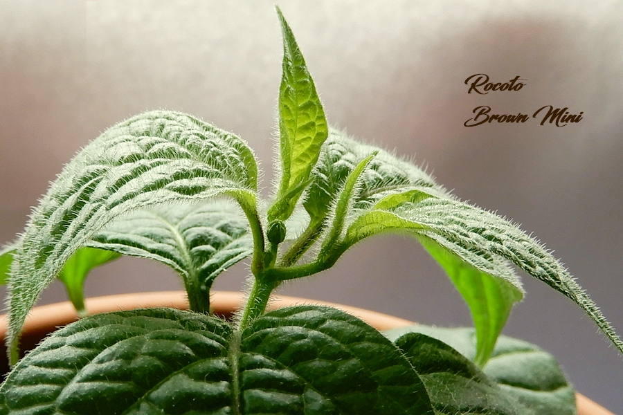 RocotoBrown_Mini31032017