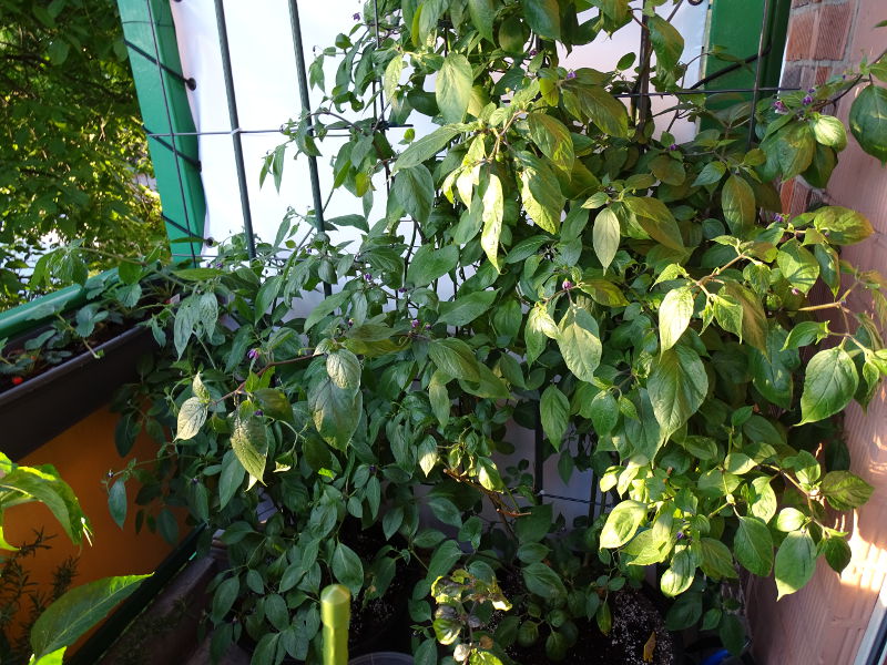 Rocotos_20150602
