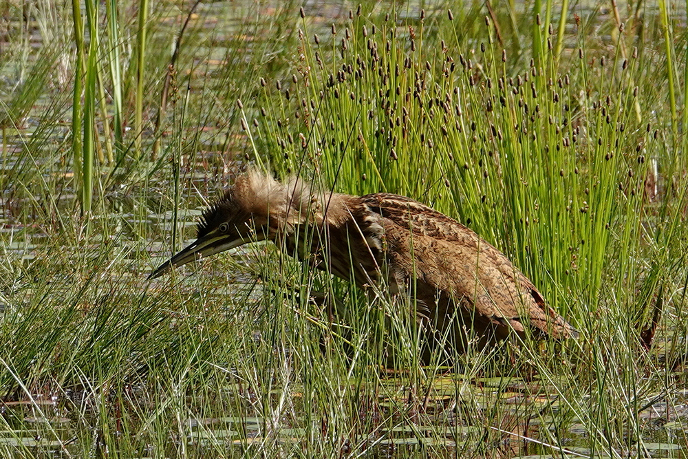 Rohrdommel
