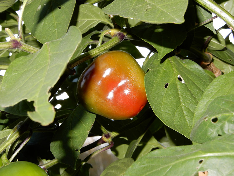 Rojo Manzano