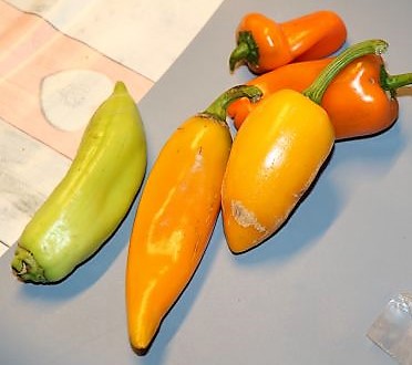 Rondosh orange, Snackpaprika, Jalapeno gelb