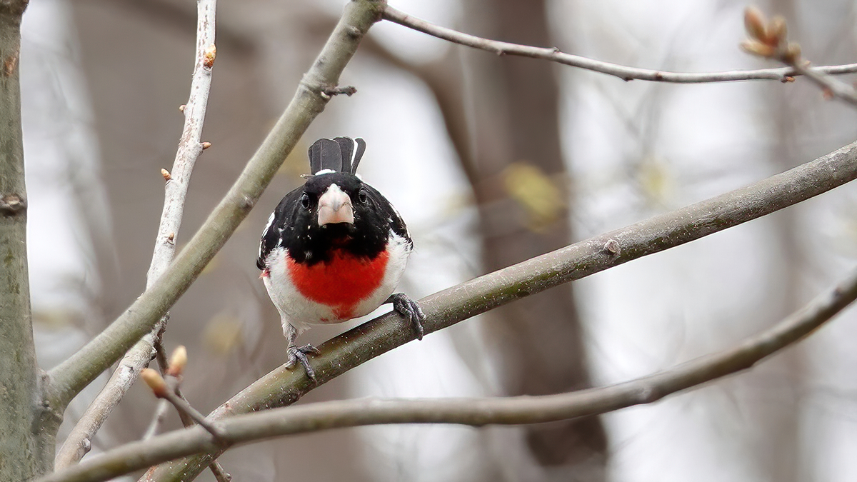 Rose-breasted Grosbeak