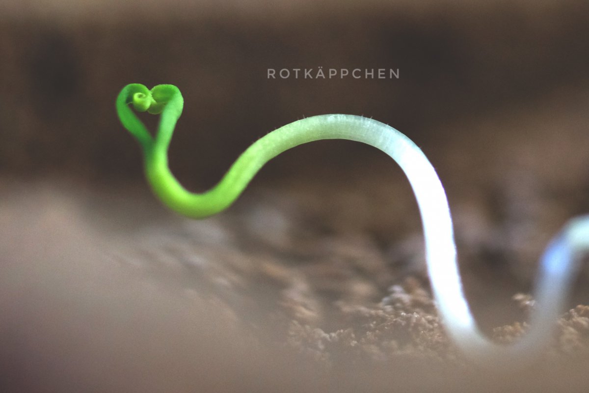 Rotkäppchen F3