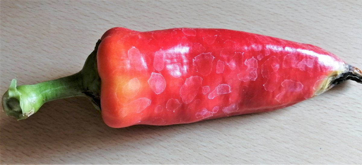 Russische Paprika mit Sonnenbrand