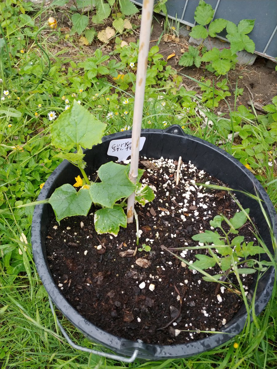 Salatgürkchen