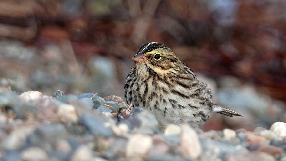 Savanna Sparrow