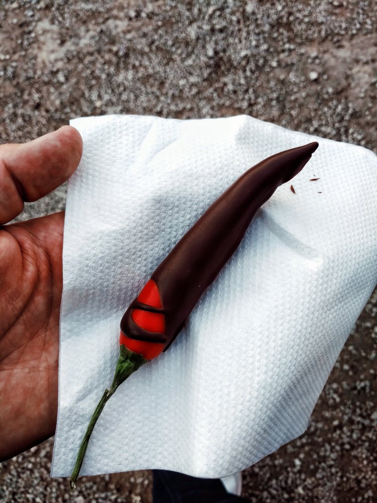 schokolierte C.annuum