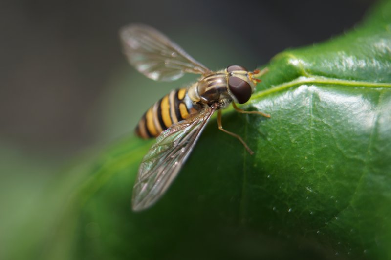 Schwebfliege