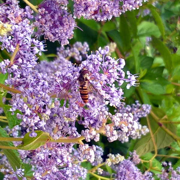 Schwebfliege