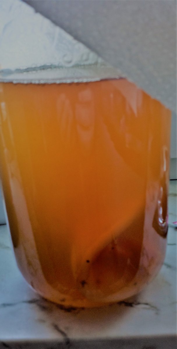 Scobys neues zu Hause