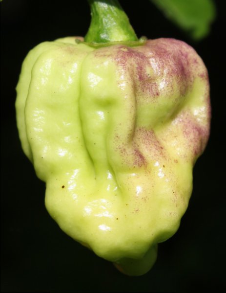 ScorpCara