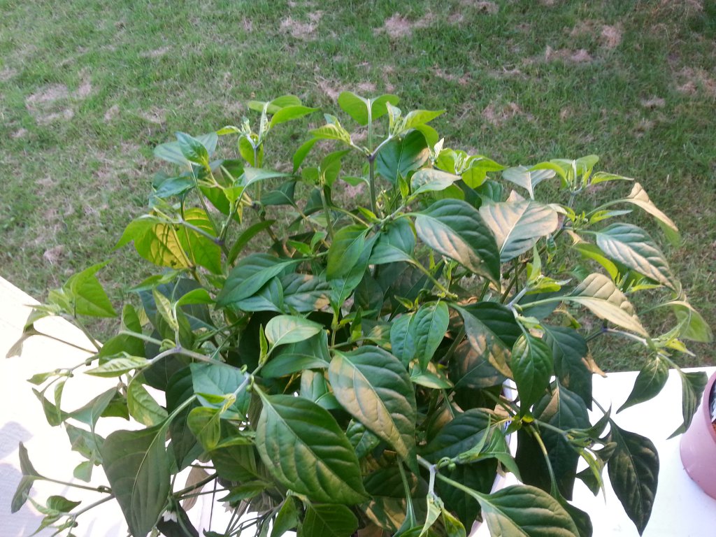 Scotch Bonnet Gelb Von Dehner 6