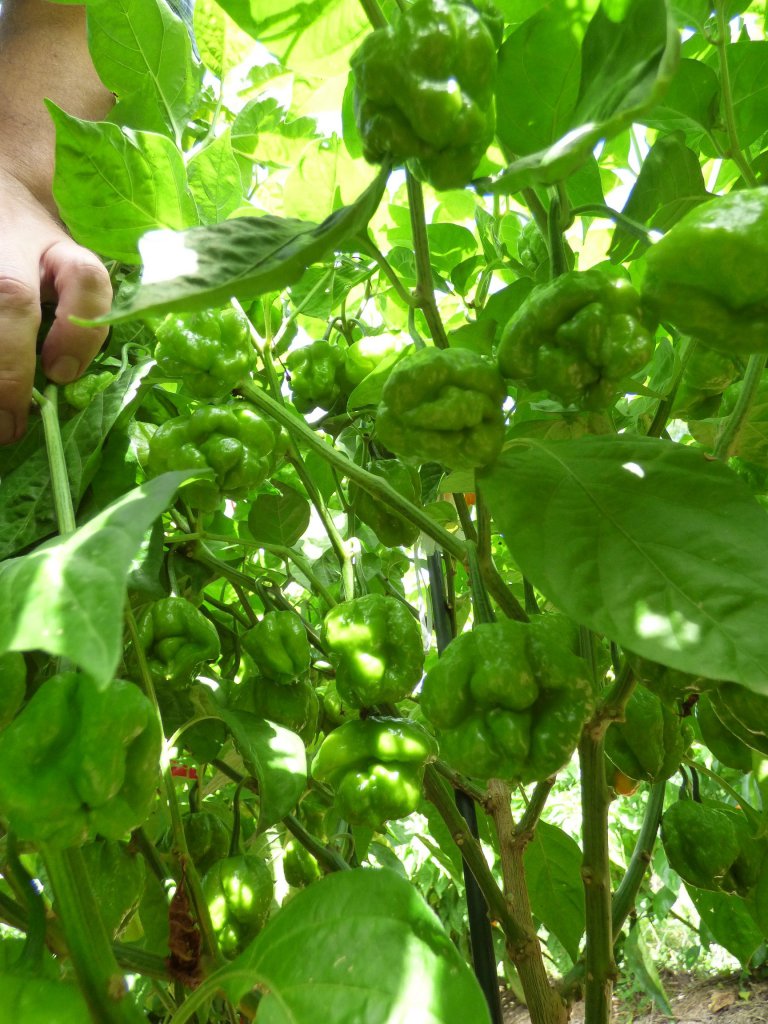 Scotch Bonnet MOA 3