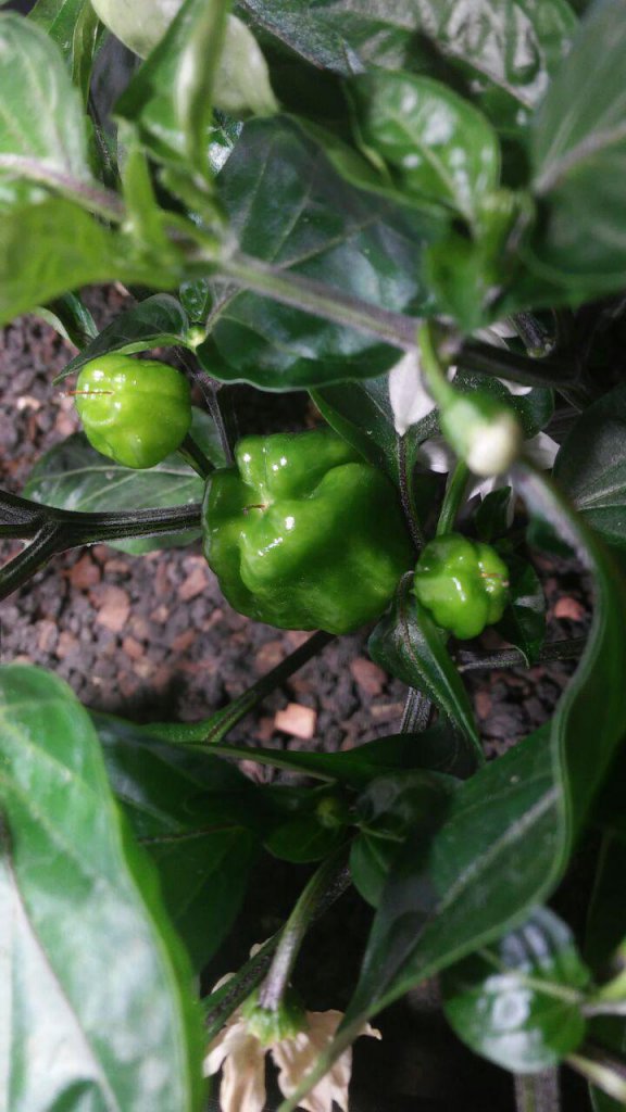 Scotch Bonnet Selbstungen