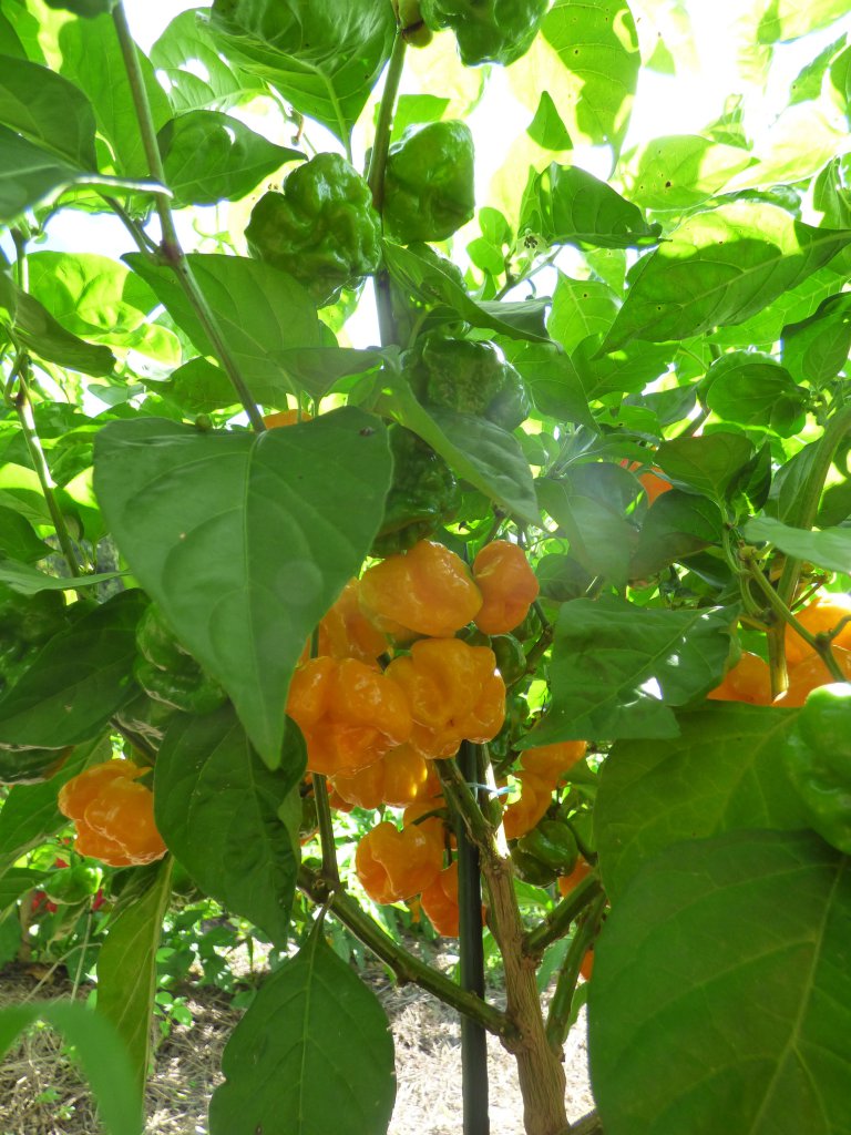Scotch Bonnet TFM