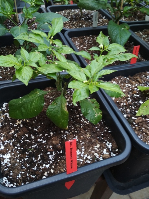 Scotch_Bonnet_White_2.jpg