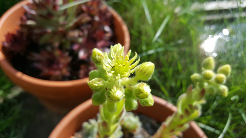 Sempervivum 26.05.18
