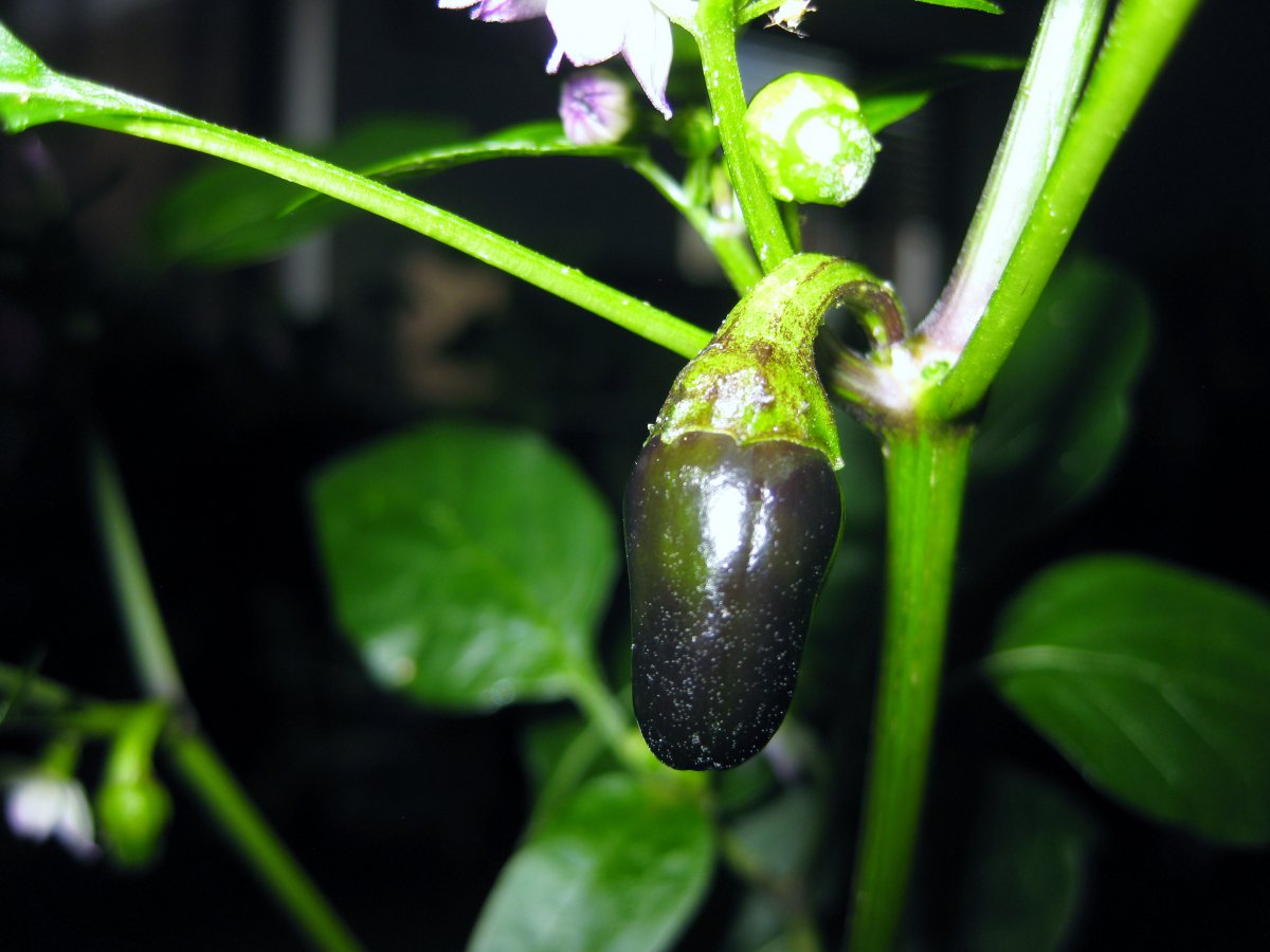 Serrano Purple