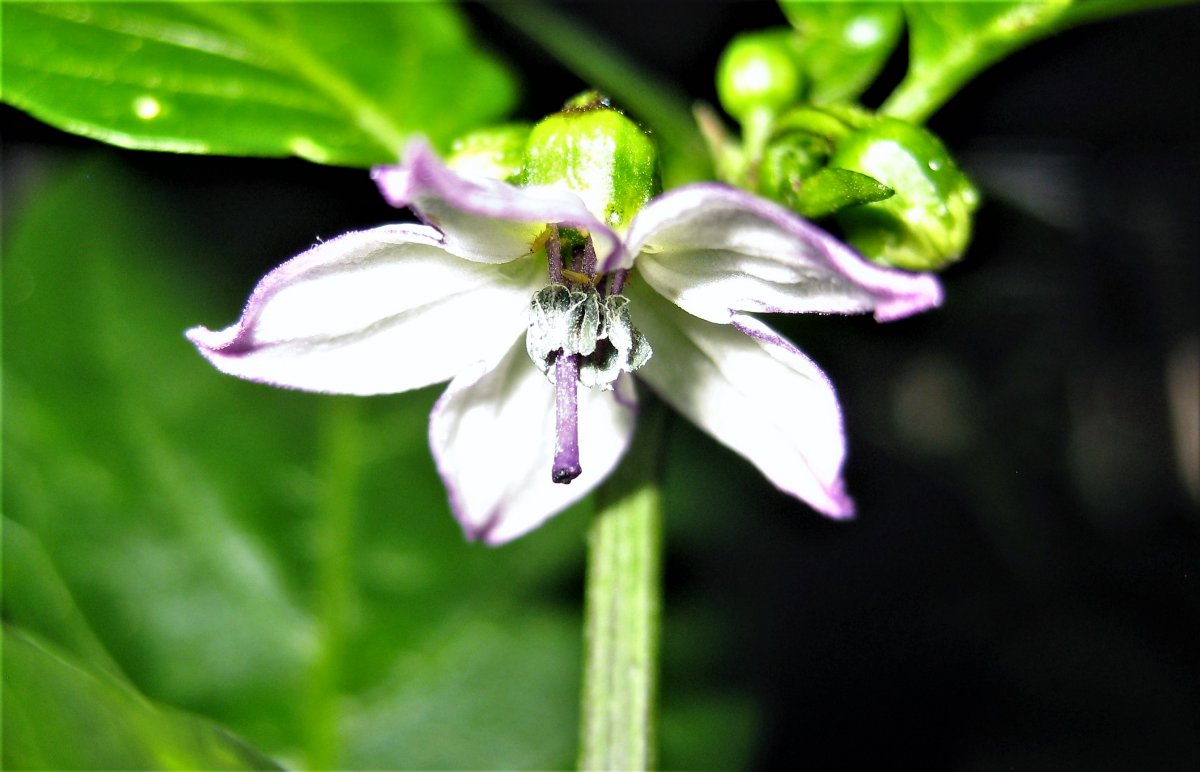 Serrano Purple