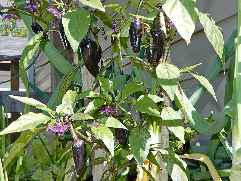 Serrano Purple