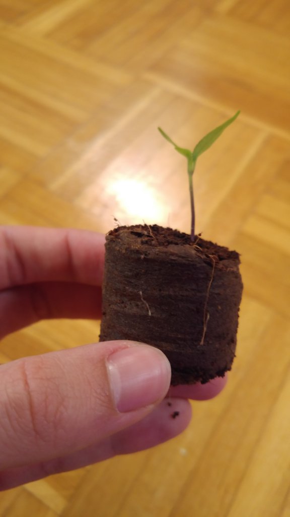 Serrano Wurzeln