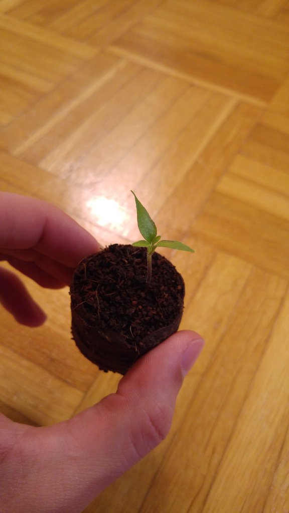 Serrano