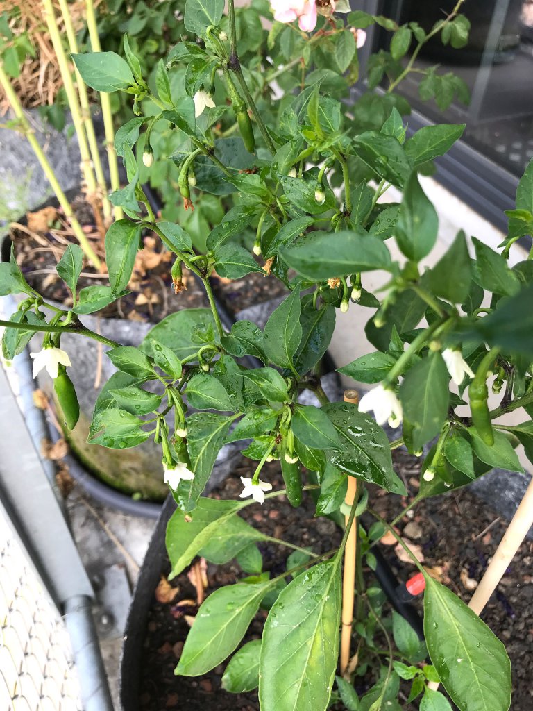 Serrano