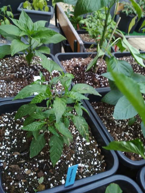 Serrano_Purple_2.jpg