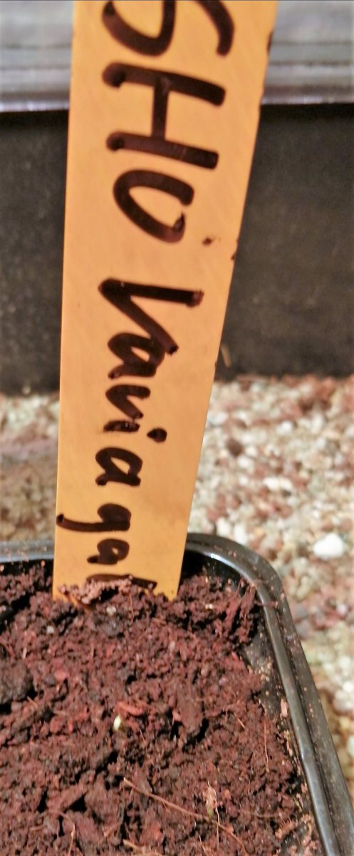 SHU Variagated