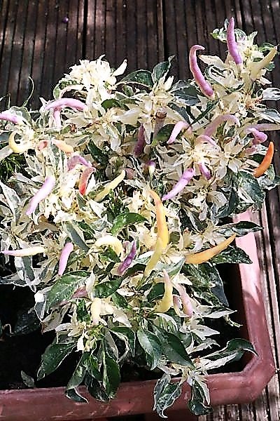 SHU Variagated