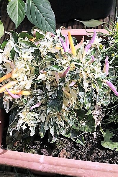 SHU Variagated