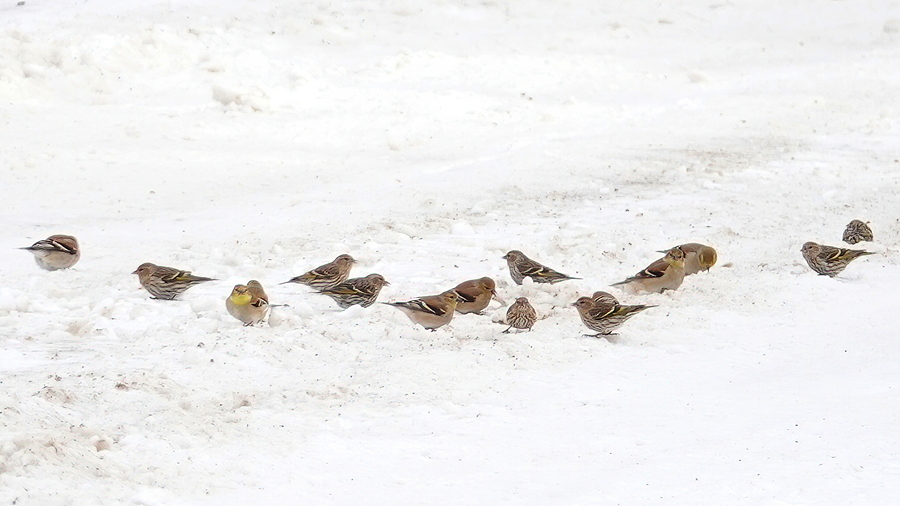 Siskins u Goldfinches