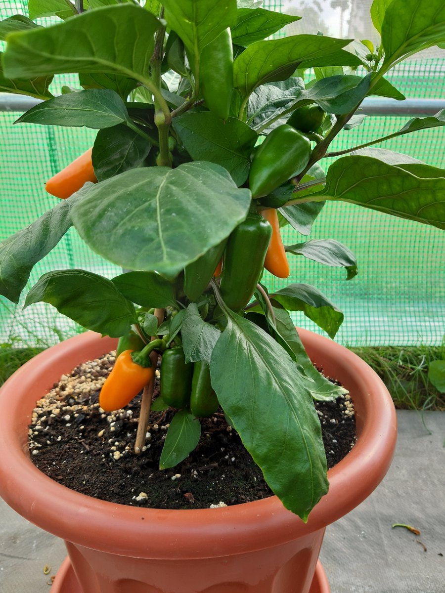Snack Pepper Yellow 4.8.