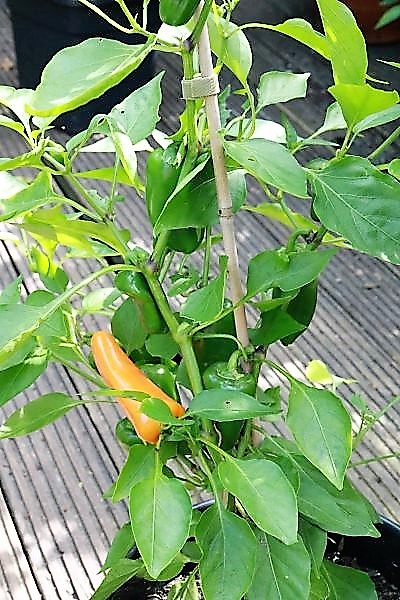 Snackpaprika orange